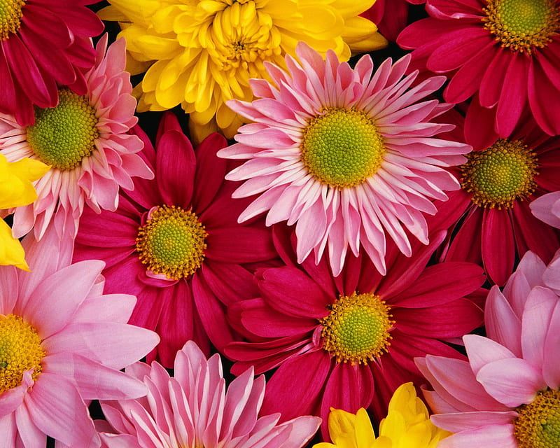 Colour full Flower, best, colour full, flower, flowers