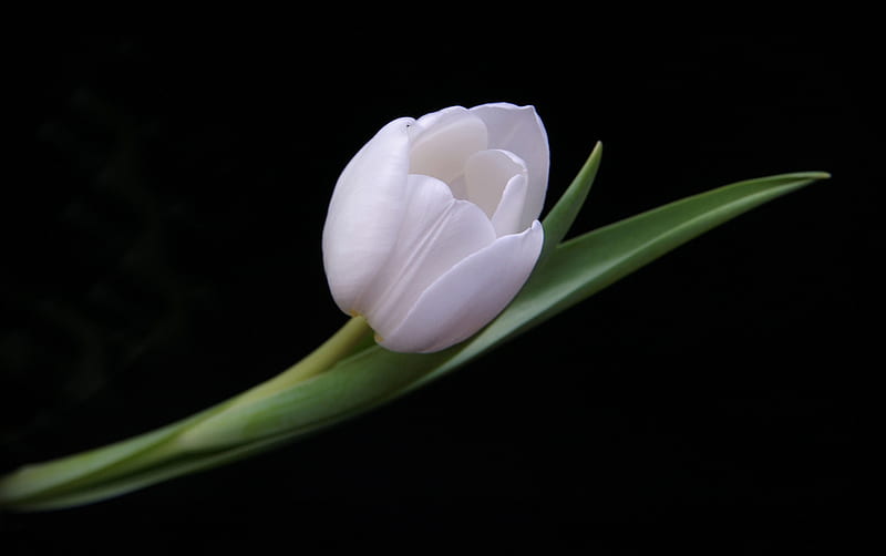 White beauty, pure, flowers, beauty, nature, bonito, white, tulip, HD wallpaper