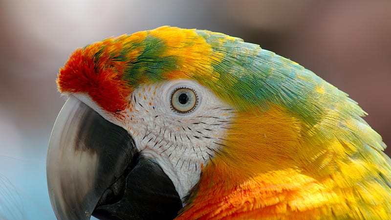 Parrot Macaw, parrot, macaw, birds, HD wallpaper