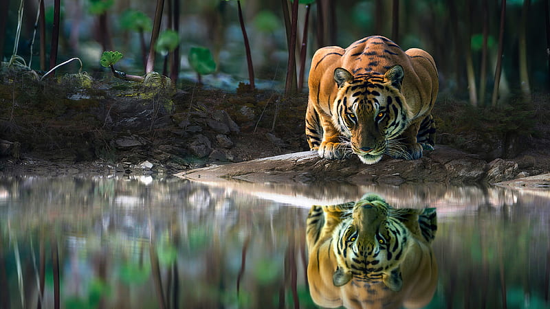 Tiger Glowing Eyes Drinking Water , tiger, animals, HD wallpaper