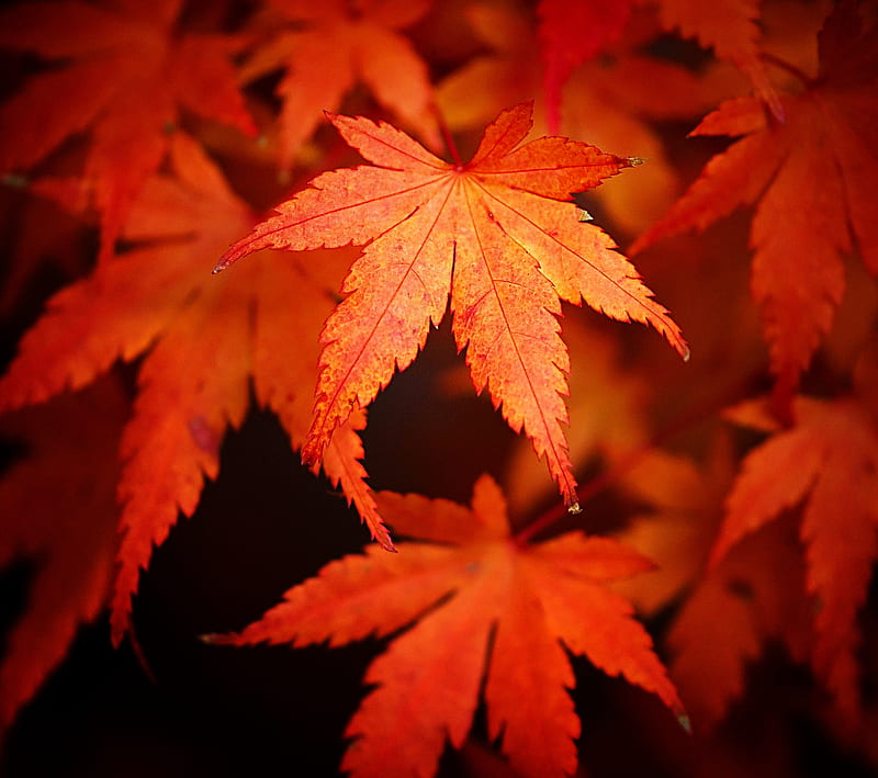 Japanese Maple 3, beauty, gorgeous, japanese maple, nature, trees, HD wallpaper