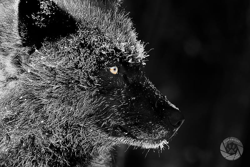 winter wolf, black, wolf, night, winter, frost, HD wallpaper