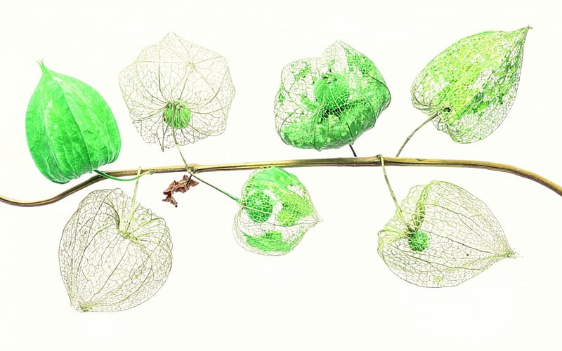 Physalis, seed, autumn, lantern, green, white, HD wallpaper