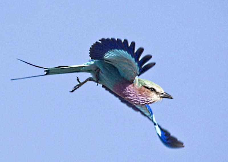 In flight, wings, Eurasian, tail, Jay, feathers, HD wallpaper