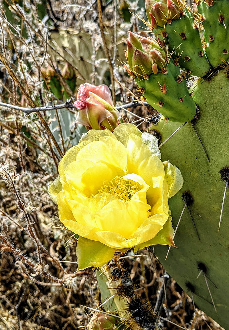 Prickly Pear Blossom, cactus, desert, flower, nature, HD mobile