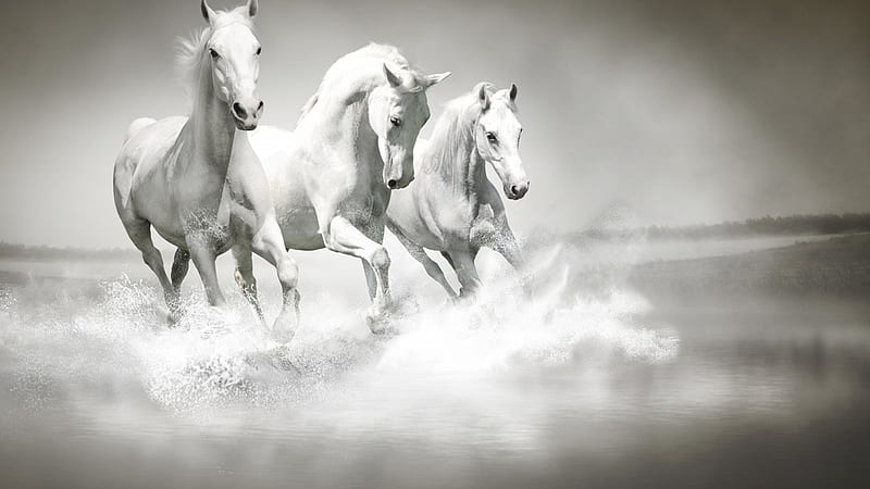 HD running horse in water wallpapers | Peakpx
