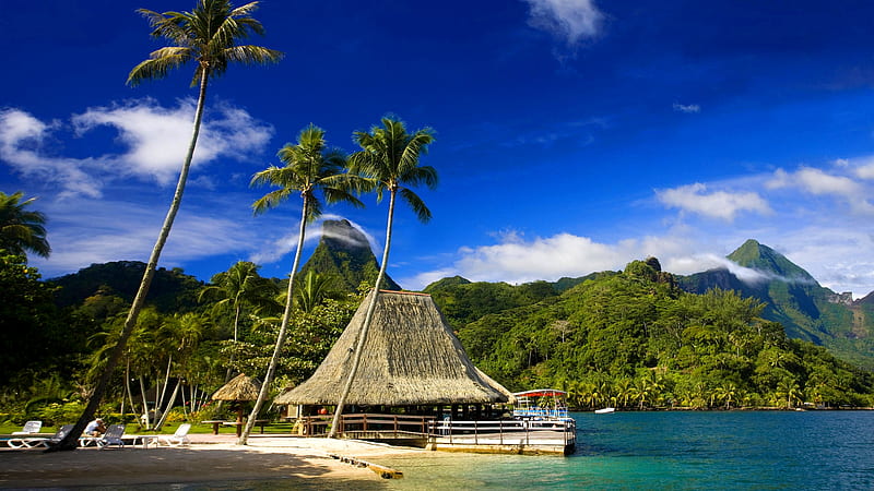 TAHITI ISLAND MUREA, forest, restplace, property, bench, palm, trees, fog, beach, mountain, HD wallpaper