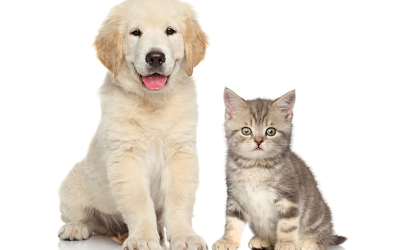 puppy and kitten, friendship, cute animals, retriever, dog, cat, white retriever puppy, HD wallpaper