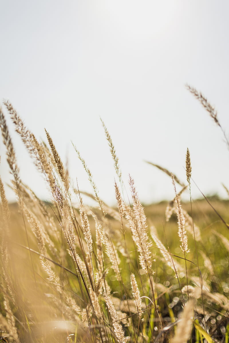 5K free download | brown plant, HD phone wallpaper | Peakpx