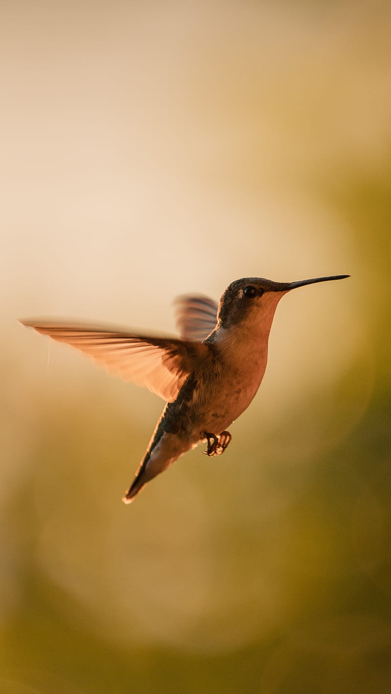 hummingbird, bird, wings, movement, beak, HD phone wallpaper