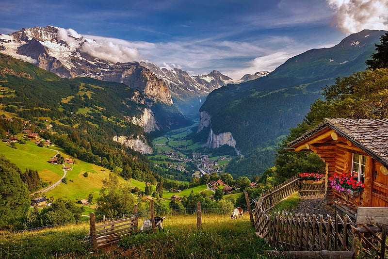 Swiss Alps, Alps, house, Wengen, view, Switzerland, bonito, que, alpine, valley, mountain, peaceful, village, scenery, landscape, cows, HD wallpaper