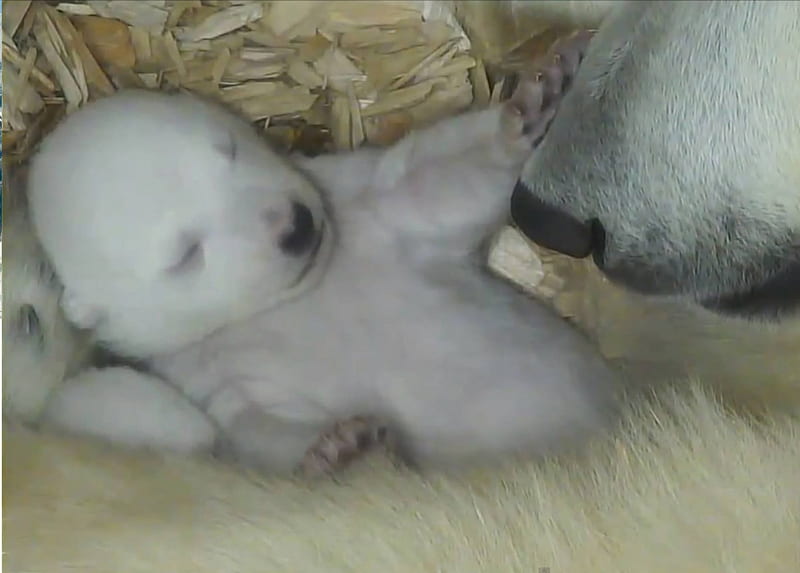 polar(newborn) bear, white, eyes, pink, shut, HD wallpaper