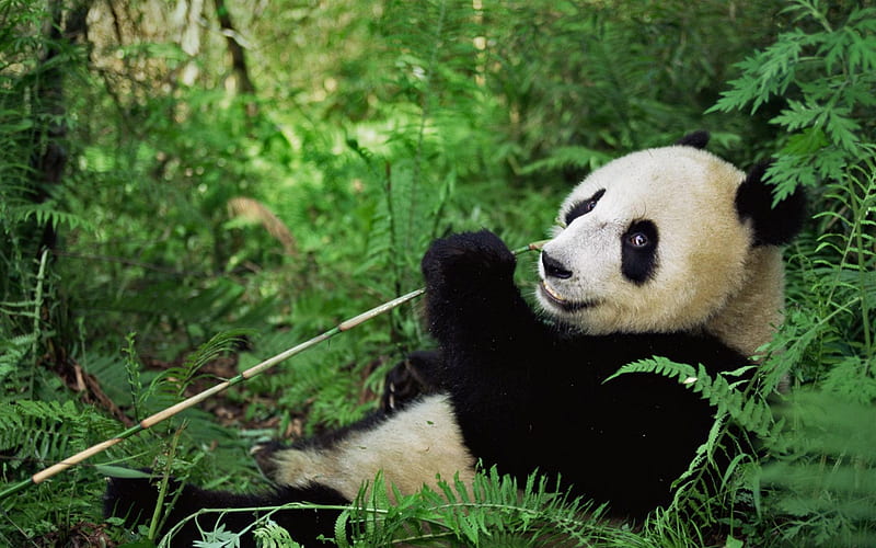 big panda, wildlife, forest, bear, bamboo, pandas, Wolong National Nature Reserve, Wenchuan County, Sichuan Province, China, HD wallpaper