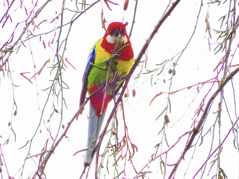 Australian Rosella Parrot, Rainbow, Australian, Bird, Colour, Rosella, Parrot, HD wallpaper