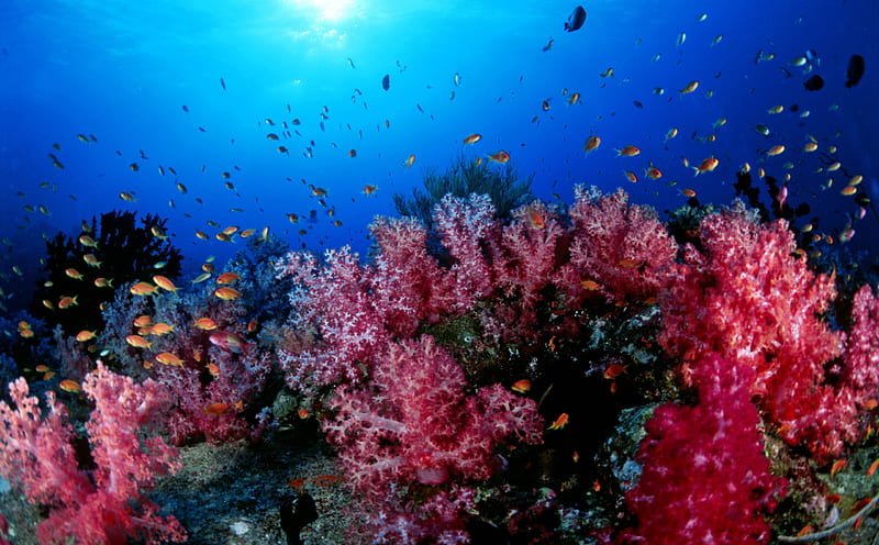 Gorgeous Ocean Corals and Fish, Corals, Fish, Sealife, Oceans, Underwater, Nature, HD wallpaper