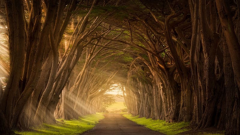 Point Reyes, California, sunshine, trees, road, alley, usa, HD wallpaper