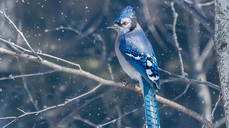 Blue Black Jay Bird Is Perching On Tree Branch In Blur Snow Background Animals, HD wallpaper