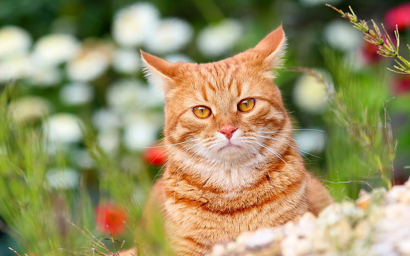 British Shorthair, bokeh, ginger cat, lawn, domestic cat, close-up, pets, cats, cute animals, British Shorthair Cat, HD wallpaper