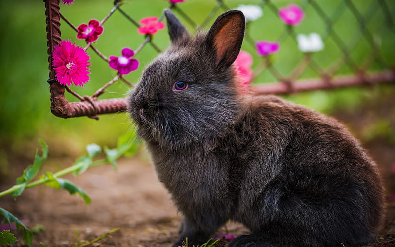 black rabbit cute animals, fluffy rabbit, close-up, rabbits, HD wallpaper