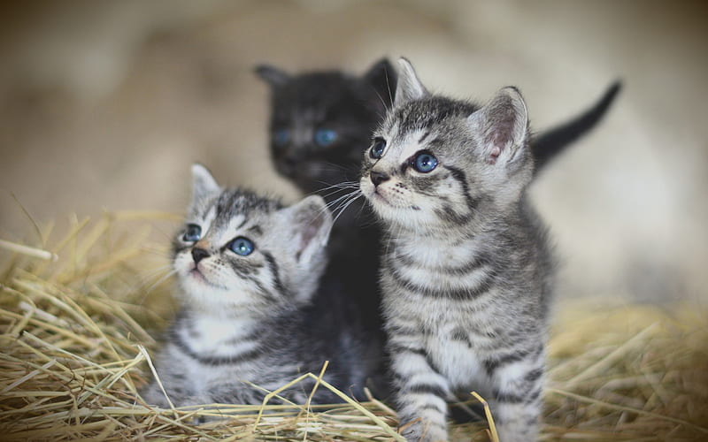 small gray kittens, three cats, cute animals, pets, American Shorthair cat, HD wallpaper