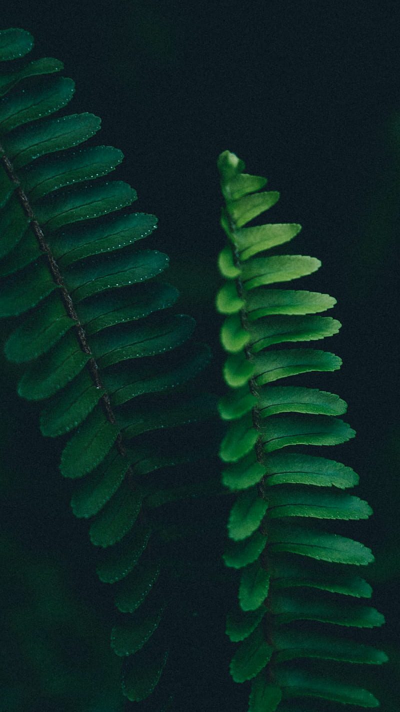 fern, branch, leaves, macro, plant, HD phone wallpaper