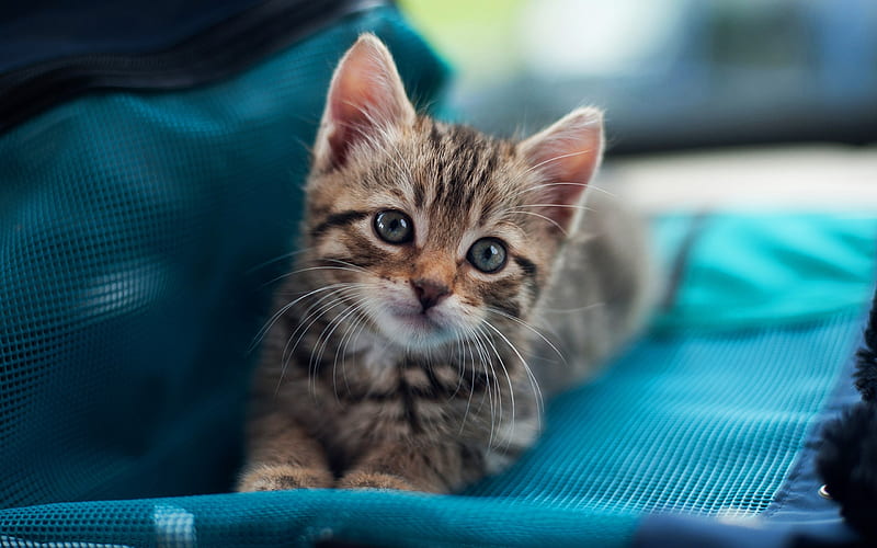 small gray kitten, American Shorthair cat, pets, cat, small kitten with gray eyes, HD wallpaper