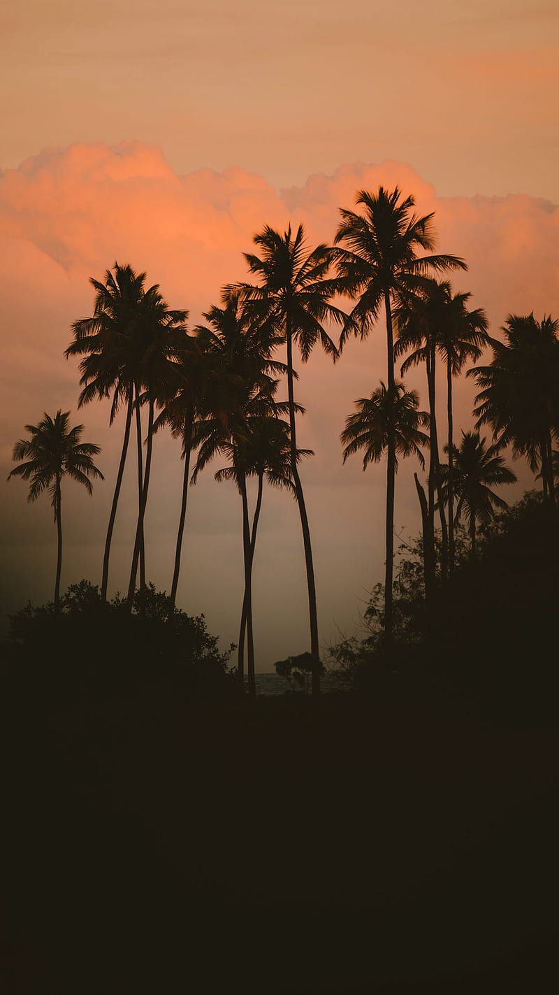 Evening , colorful, hrimon, palm, sunset, trees, HD phone wallpaper