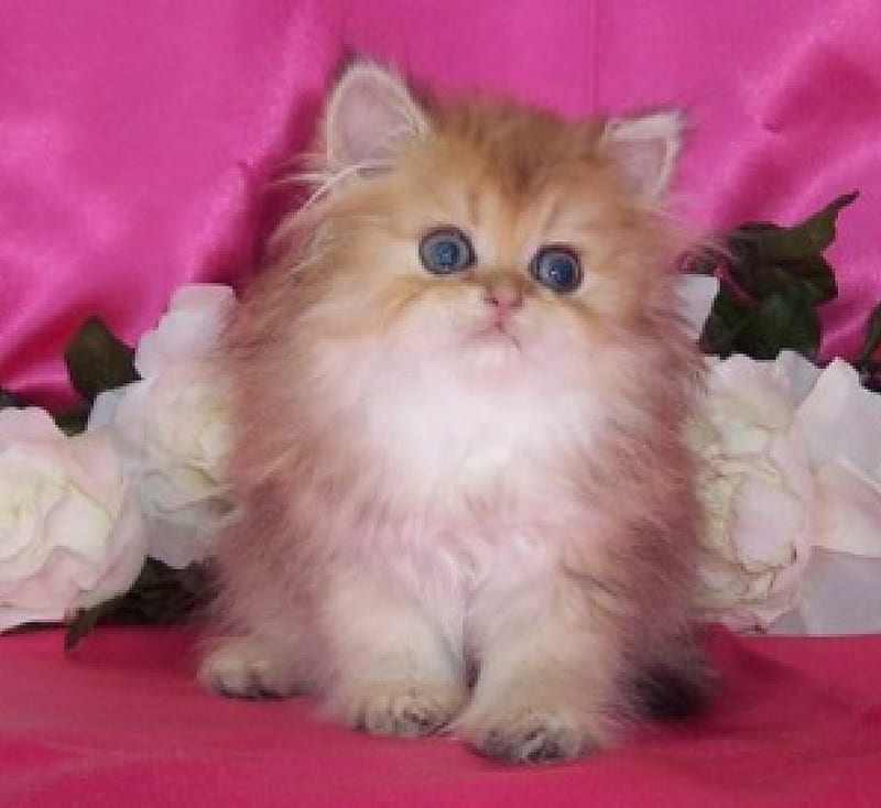 Chinchilla Golden Kitten, kitten, cats, animals, golden chinchila, HD wallpaper