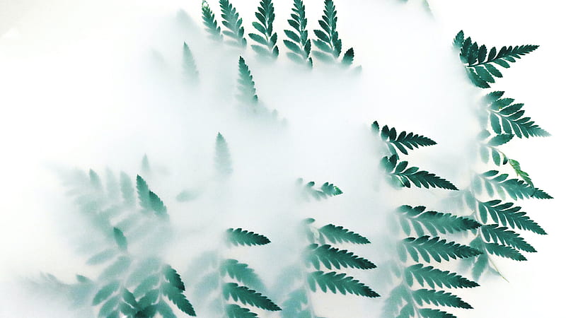 Green Leaf Plant Covered With Smoke Nature, HD wallpaper
