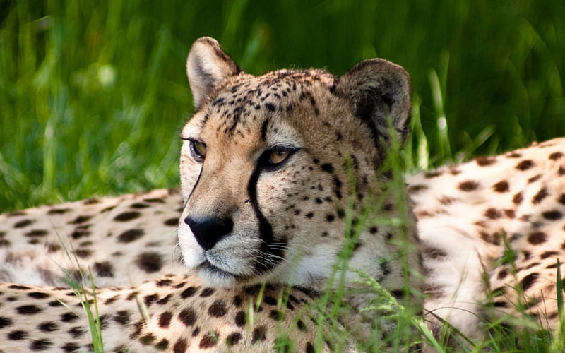 Cheetah Dual Monitor-Animal World Series, HD wallpaper