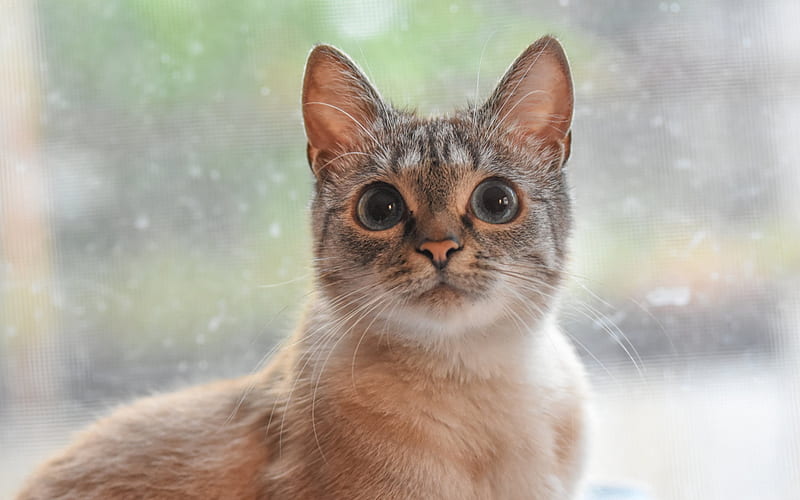 gray cat, big eyes, domestic cats, pets, cute animals, cats, HD wallpaper