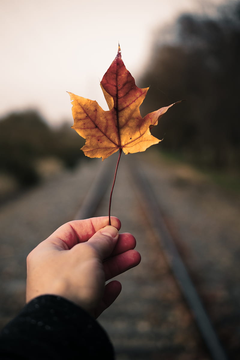 maple leaf, hand, road, distance, HD phone wallpaper