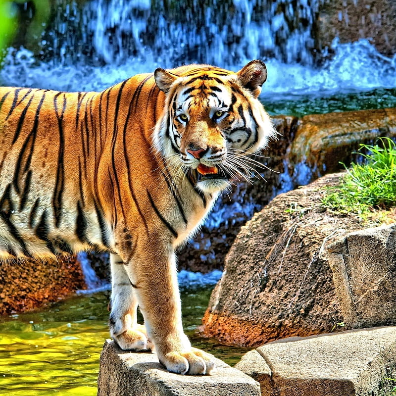 tiger, water, HD phone wallpaper