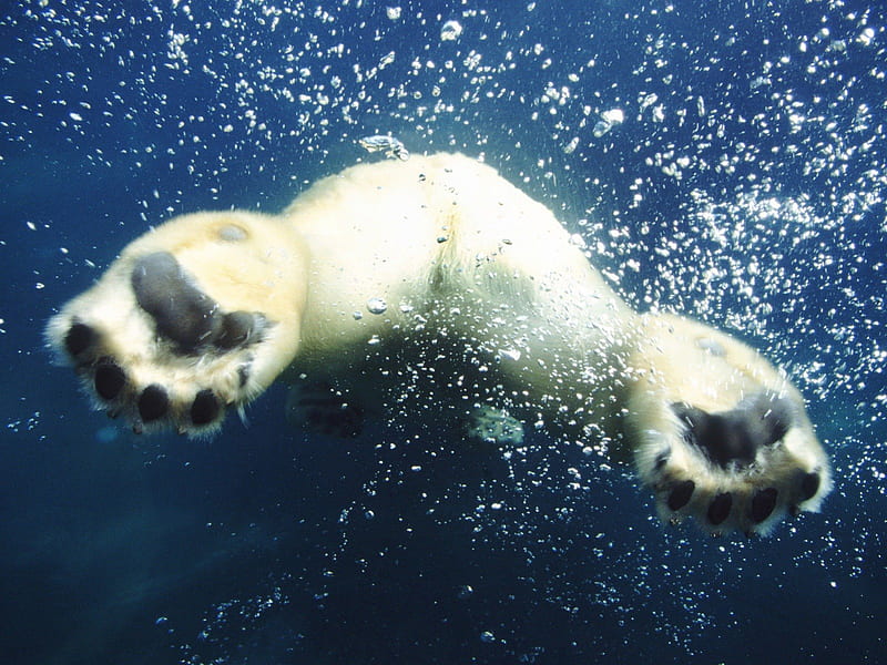Polar bear taking off, bear, underwater, paws, polar bear, HD wallpaper