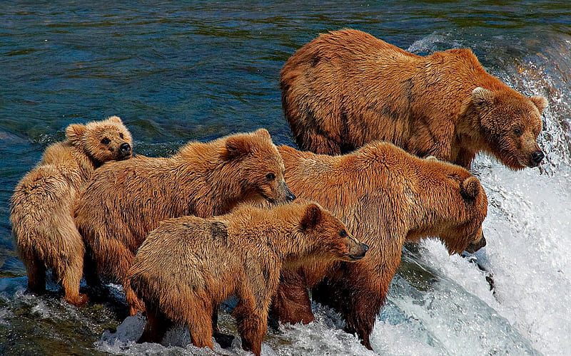 LUNCH TIME, family, five, flow, river, brown bears, fishing, HD wallpaper