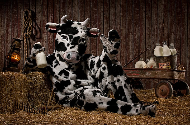Good milk, cow, costume, bottle, black, barn, add, vaca, milk, funny, commercial, white, HD wallpaper