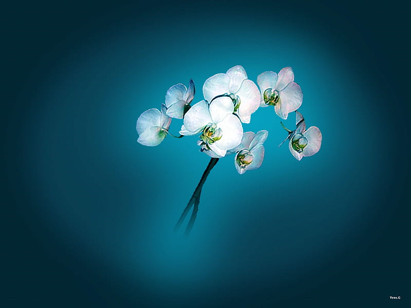 Simplicity, flowers, white, abstract, blue, HD wallpaper
