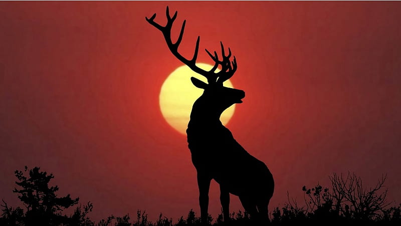 Sunset Deer Silhouette 4K Wallpapers, HD Wallpapers