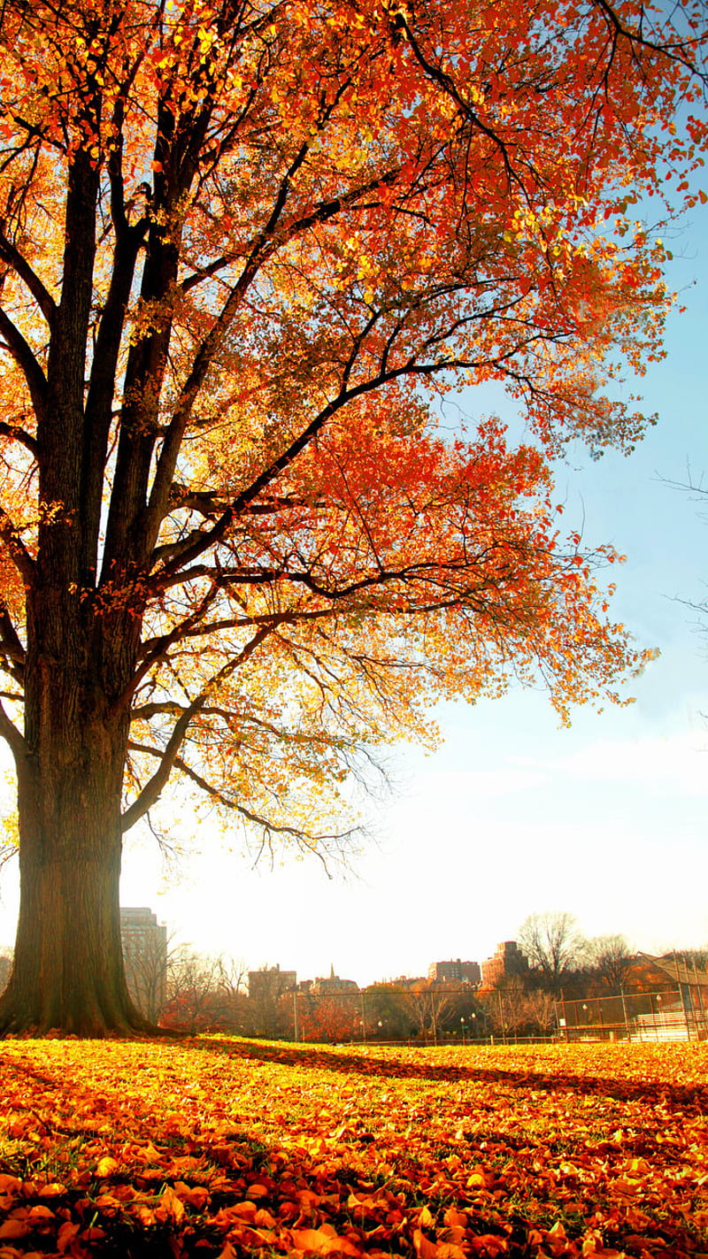 Tree Of Wisdom, best, nature, quality, wallaper, HD phone ...