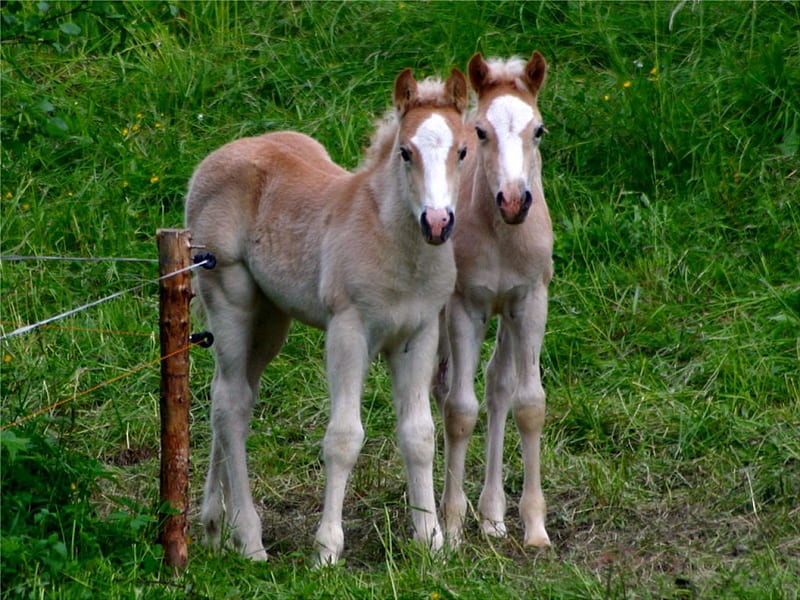 Two Foals, wire fencing, pasture, green grass, 2 foals, HD wallpaper