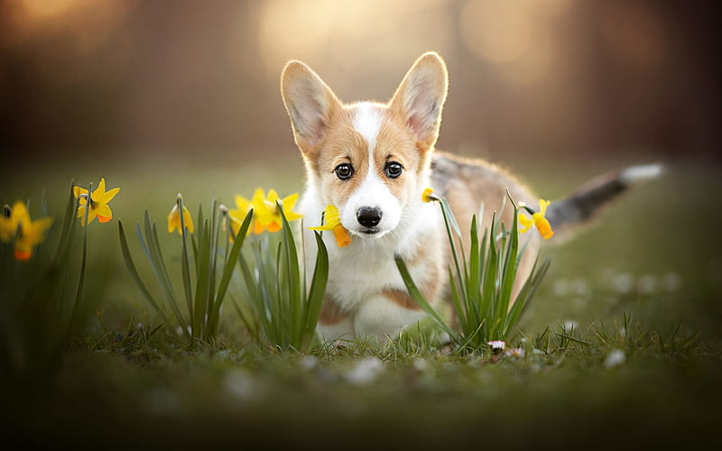 Pembroke Welsh Corgi, animal, daffodils, dog, HD wallpaper