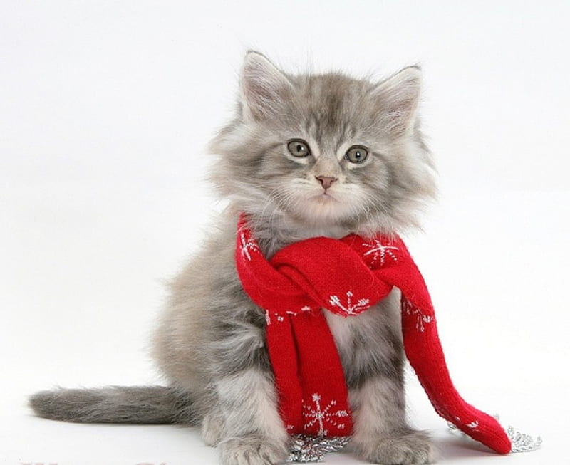 cute kitten with a shawl, cute, shawl, kitten, cats, animals, HD wallpaper