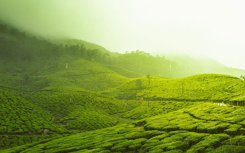 Kerala, India, Asia, Munnar, Tea Plantation • For You, Kerala Landscape, HD wallpaper