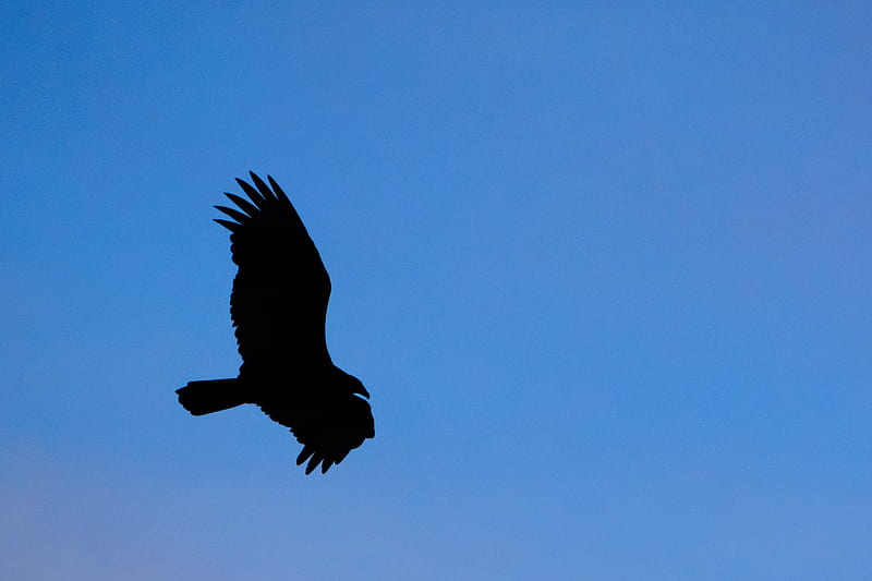 vulture, bird, silhouette, sky, flight, HD wallpaper