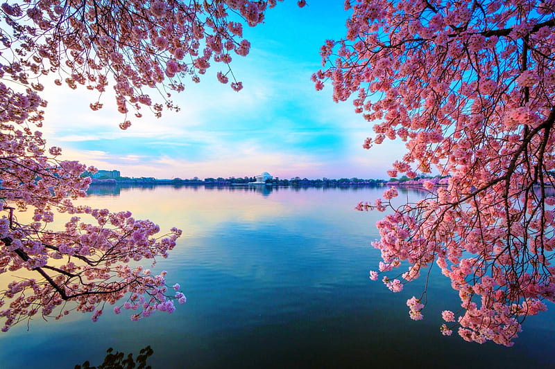Blossomed Lake, Washington, Jefferson Memorial, bonito, spring, trees, lake, cherry blossom, water, flowers, pink, blue, HD wallpaper