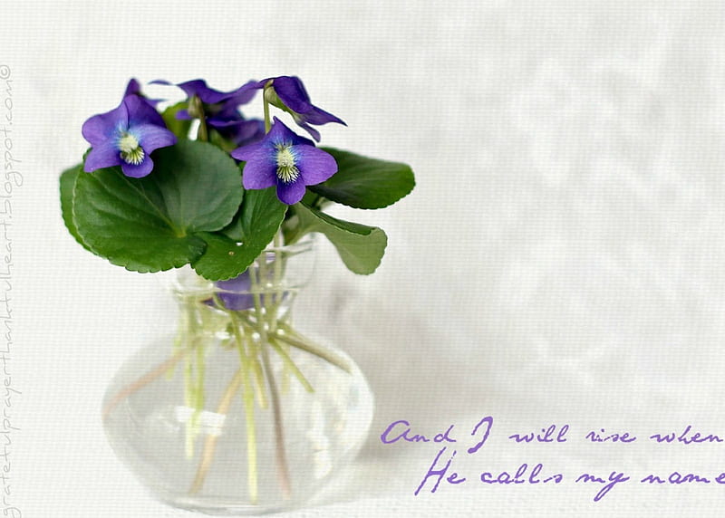 I Will Rise, rise, fresh, violets, words, magic, grandmother, green, purple, bouquet, love, siempre, simple, HD wallpaper
