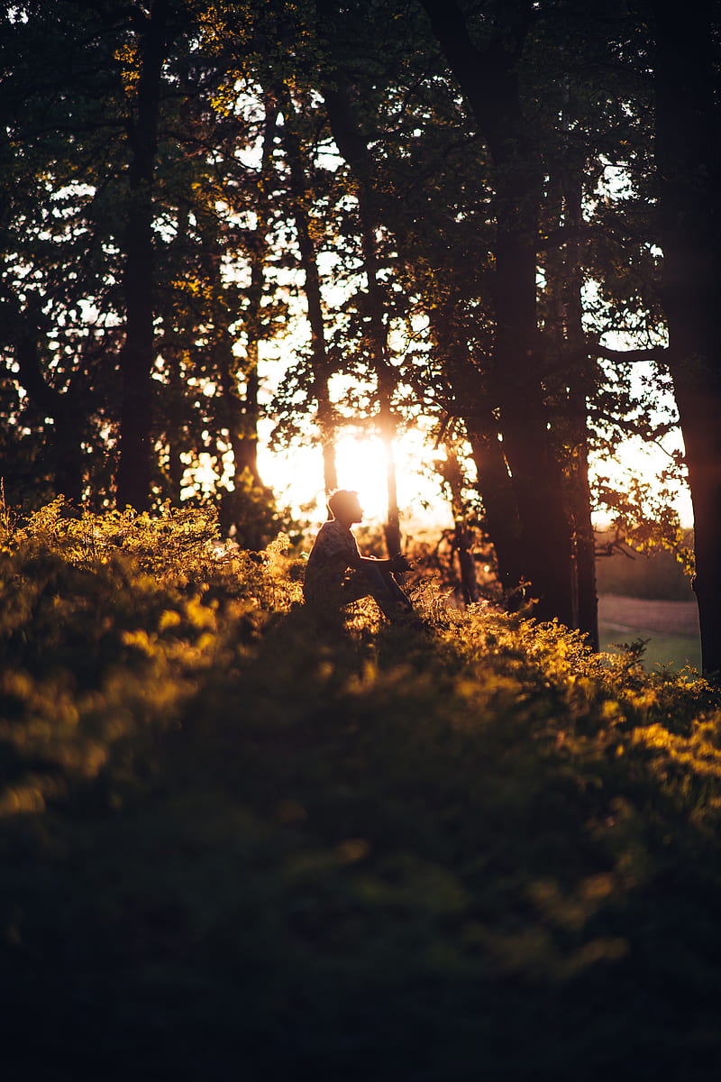 man, forest, sun, light, loneliness, HD phone wallpaper
