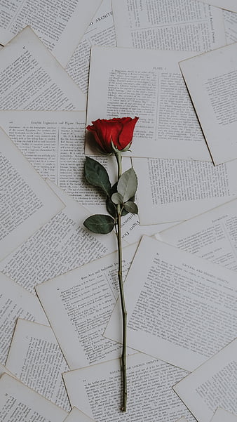 Red rose, flower, love, romantic, HD phone wallpaper