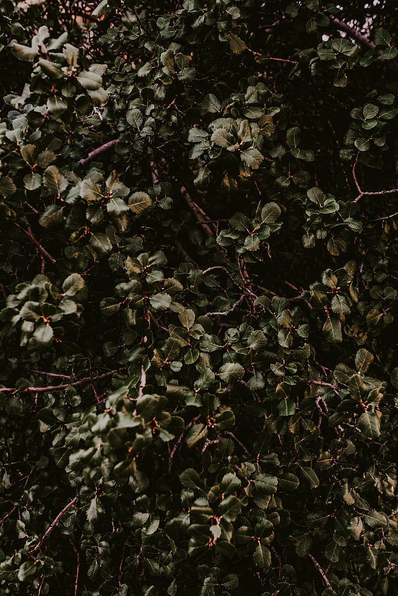 bush, green, plant, leaves, branches, HD phone wallpaper