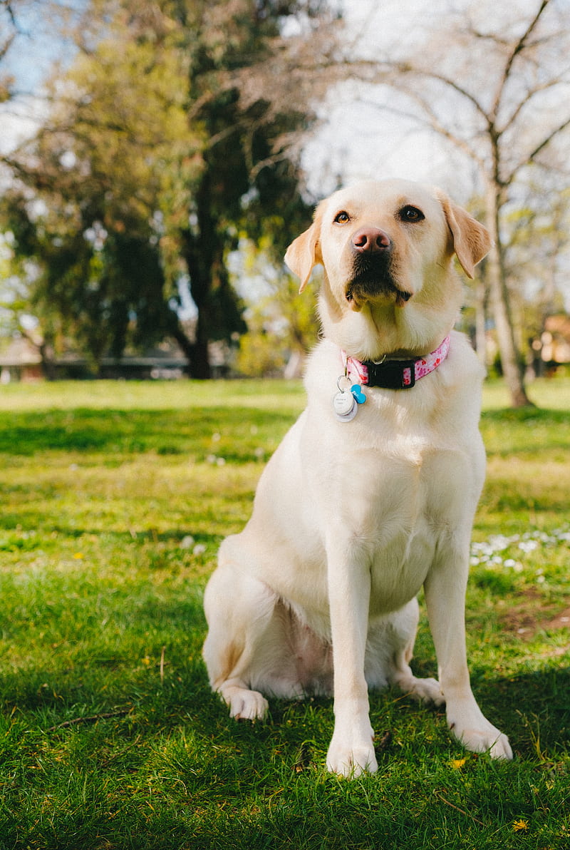 Labrador retriever, dog, pet, glance, grass, HD phone wallpaper | Peakpx